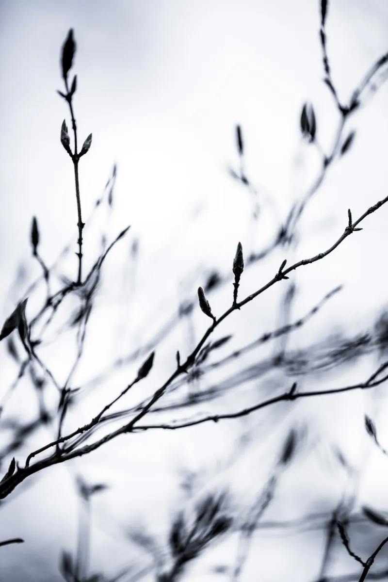 Winter Branches 2 poster avec cadre en bois de Mareike Böhmer Photography