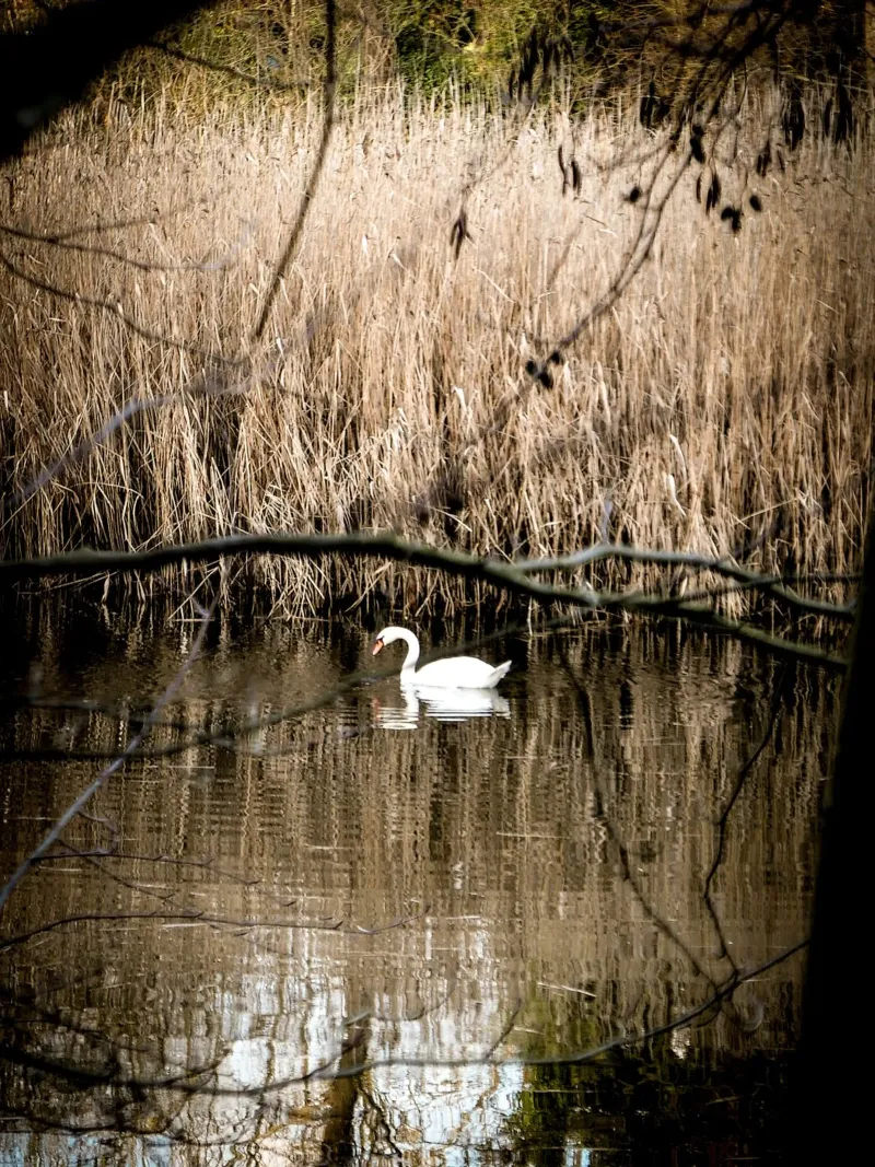 Cigno nel lago alluminio dibond da Janine Sommer Fotografie