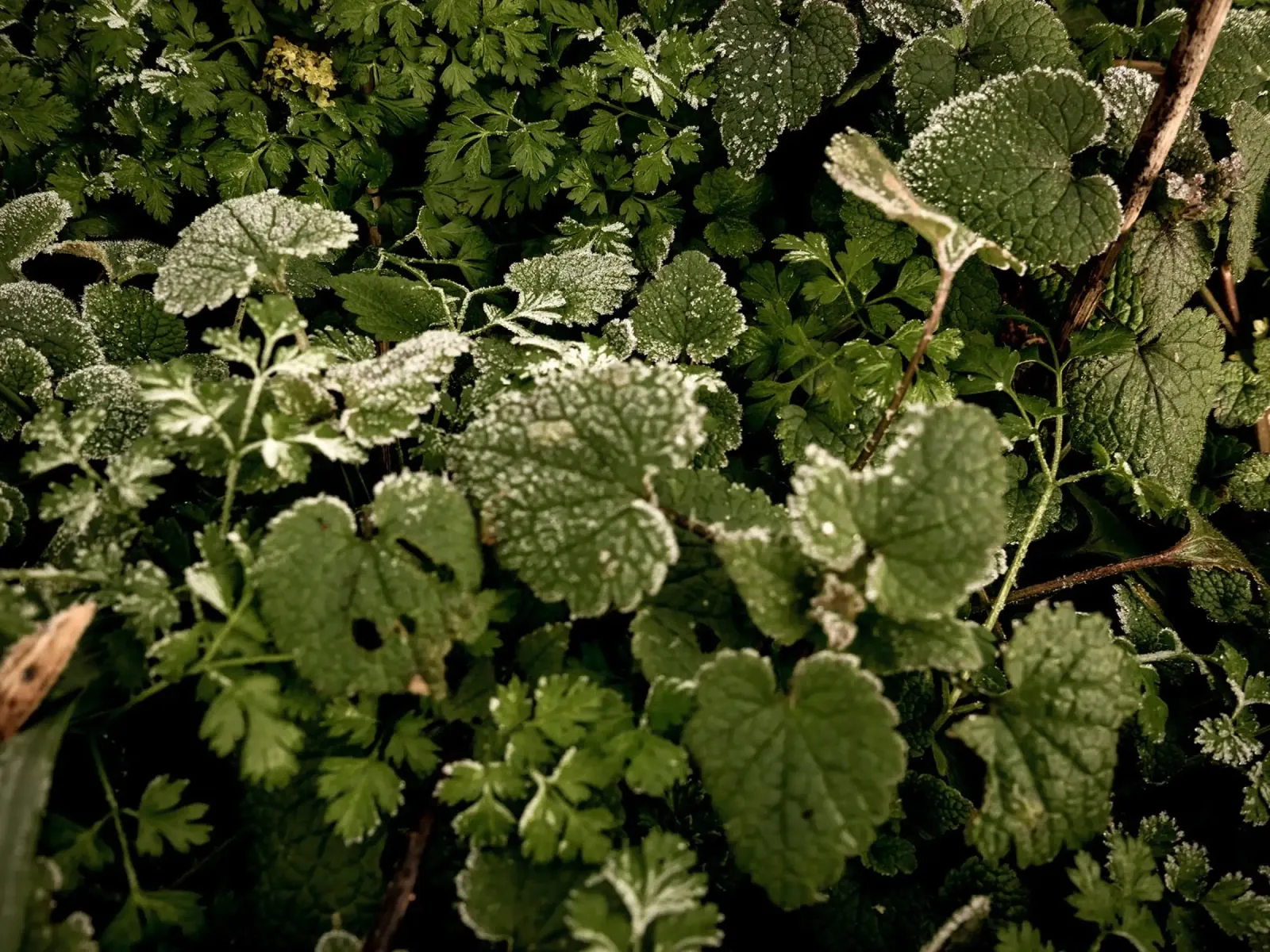 Pavimento invernale della foresta carta hahnemühle da Janine Sommer Fotografie