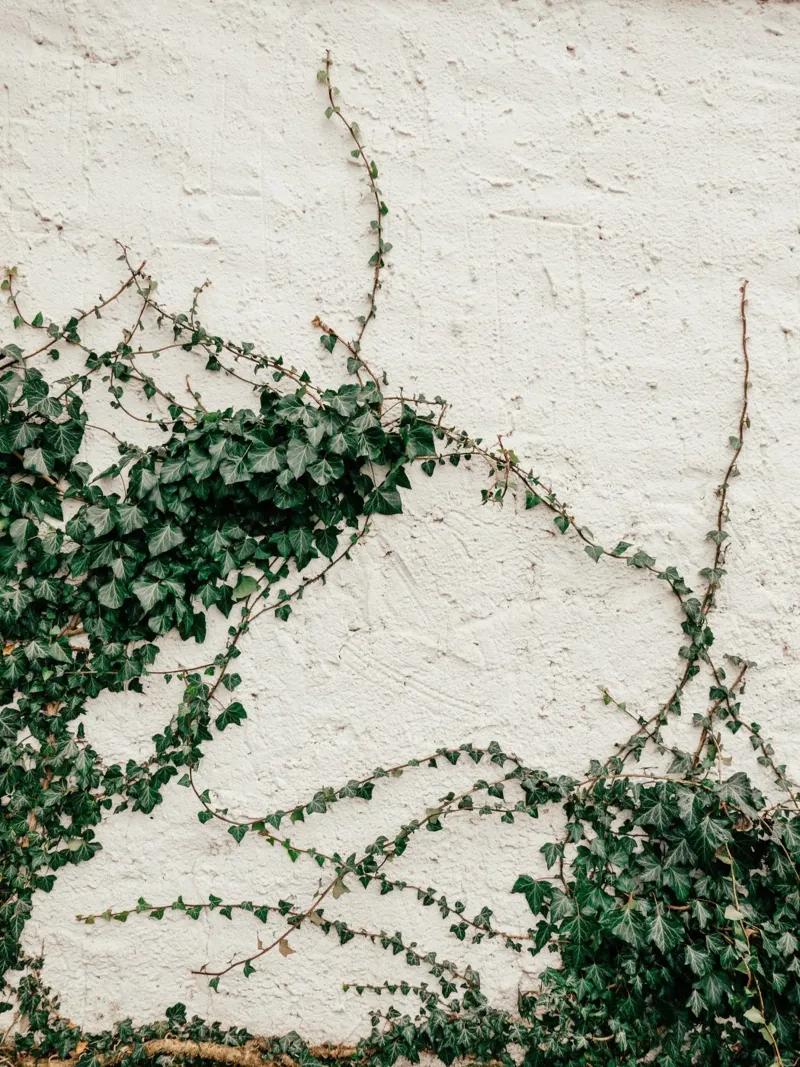 Edera alluminio dibond da Janine Sommer Fotografie