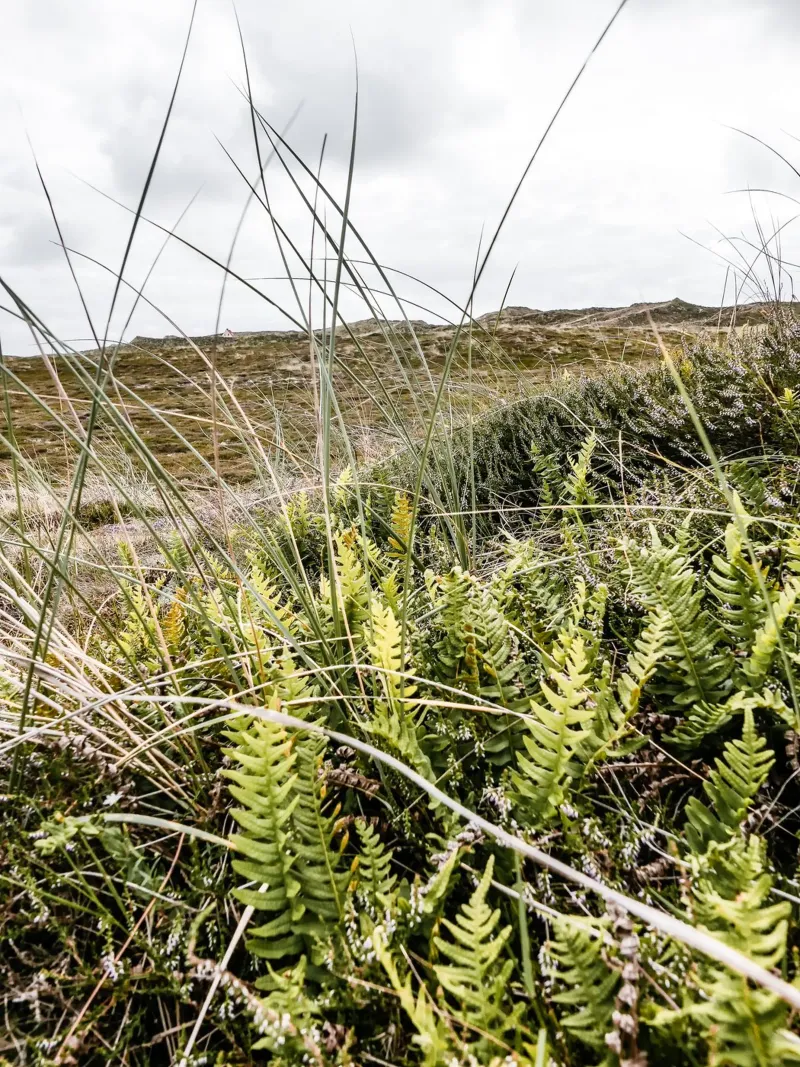 Dune in Jutland canvas with Floater frame by Janine Sommer Fotografie