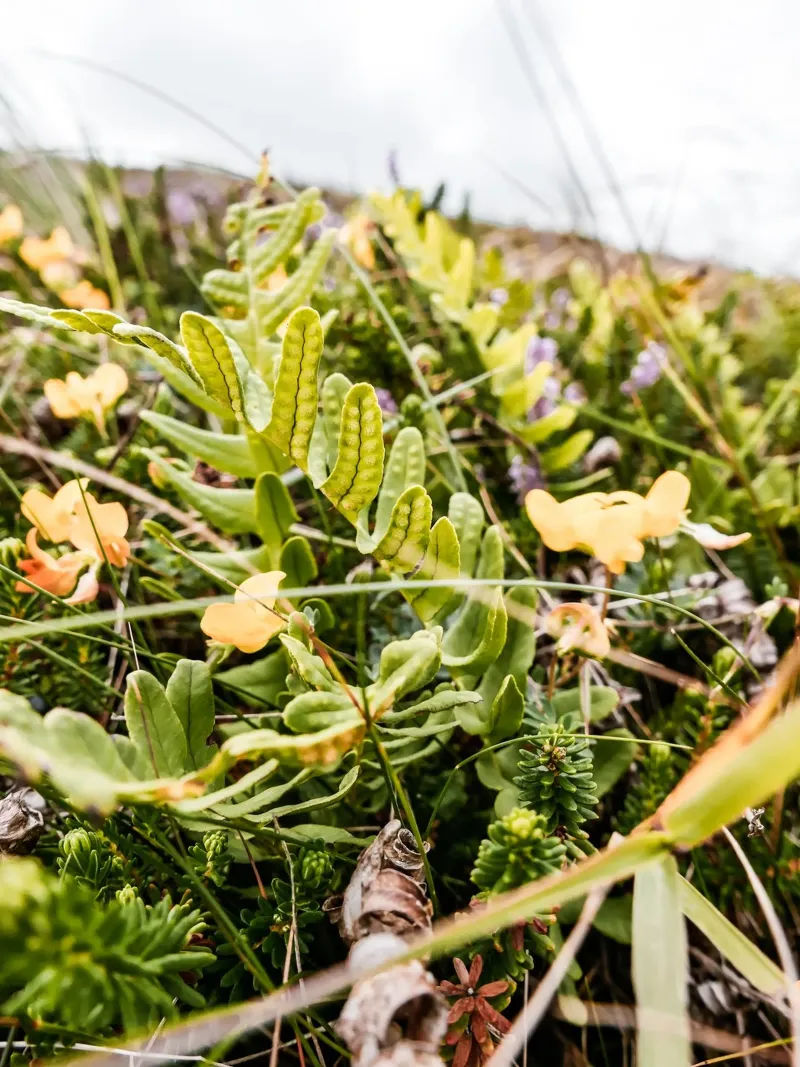 Fern in the heath canvas with Floater frame by Janine Sommer Fotografie