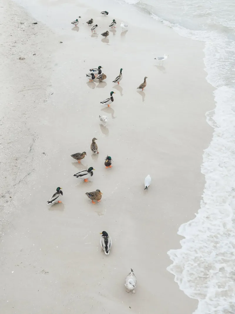 Promenade des canards panneau forex de Janine Sommer Fotografie