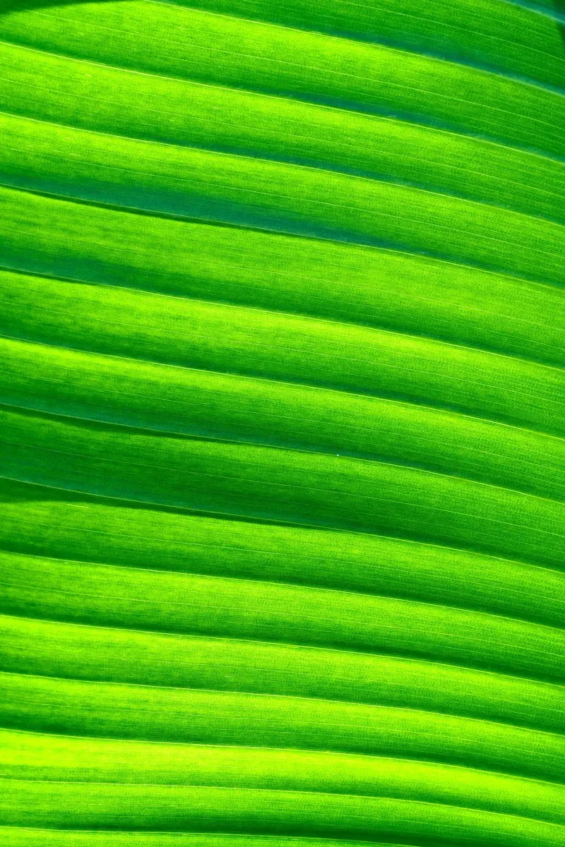 verde foglia poster con telaio in plastica da Earthly Visions