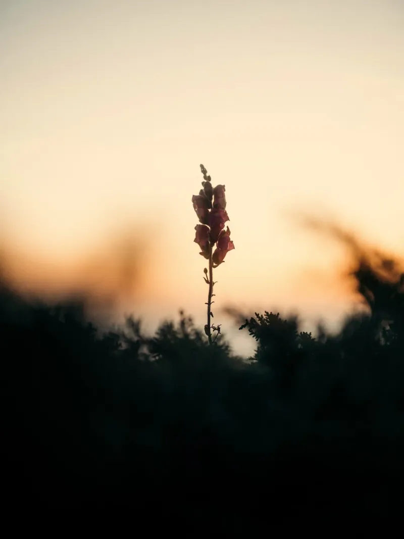 tramonto floreale poster con telaio in plastica da Earthly Visions