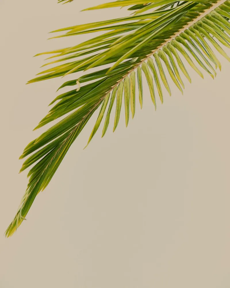 foglia di palma fogliame tropicale poster con telaio in plastica da Earthly Visions
