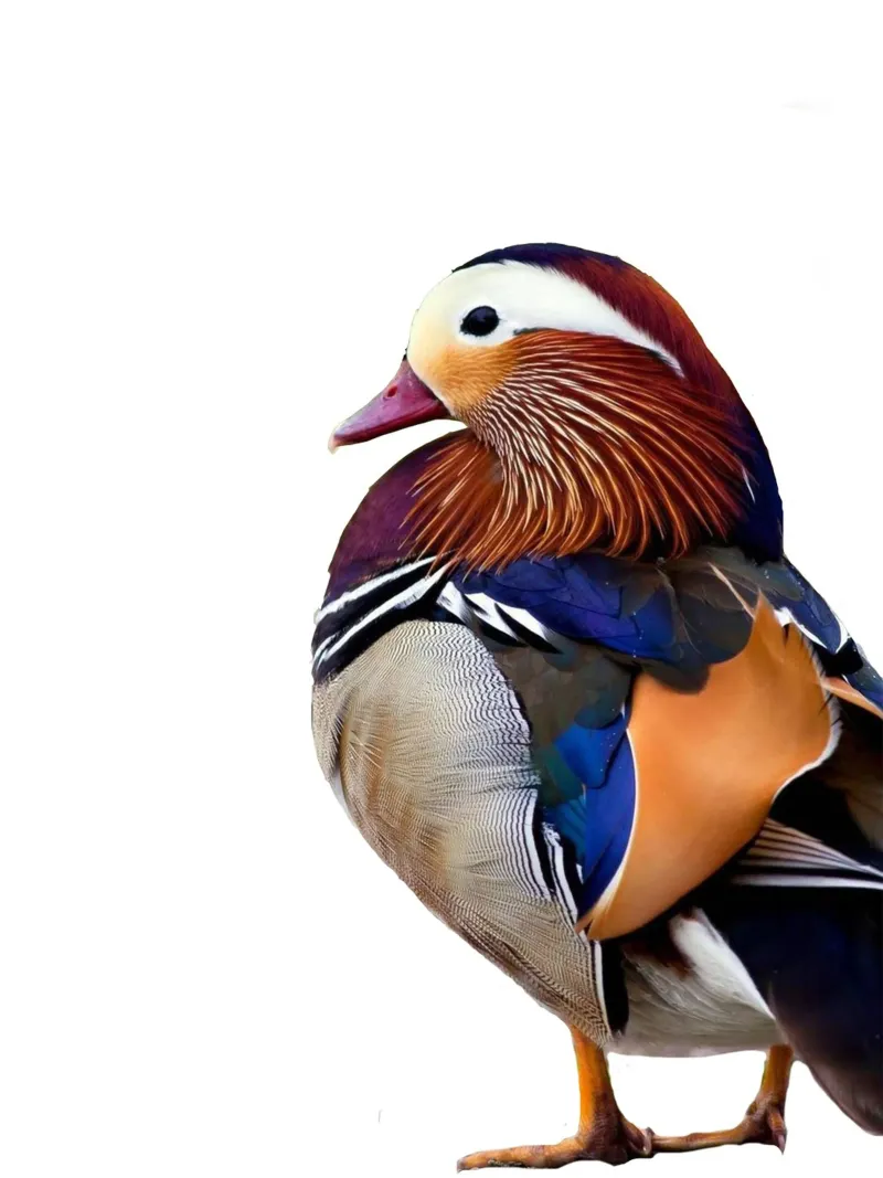 The Mandarin duck poster con telaio in legno da Dumery Art