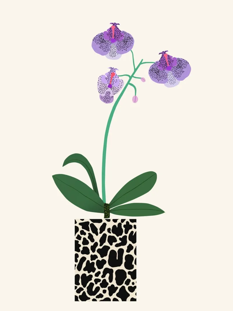 Orchidee pellicola backlit da Asha Designs