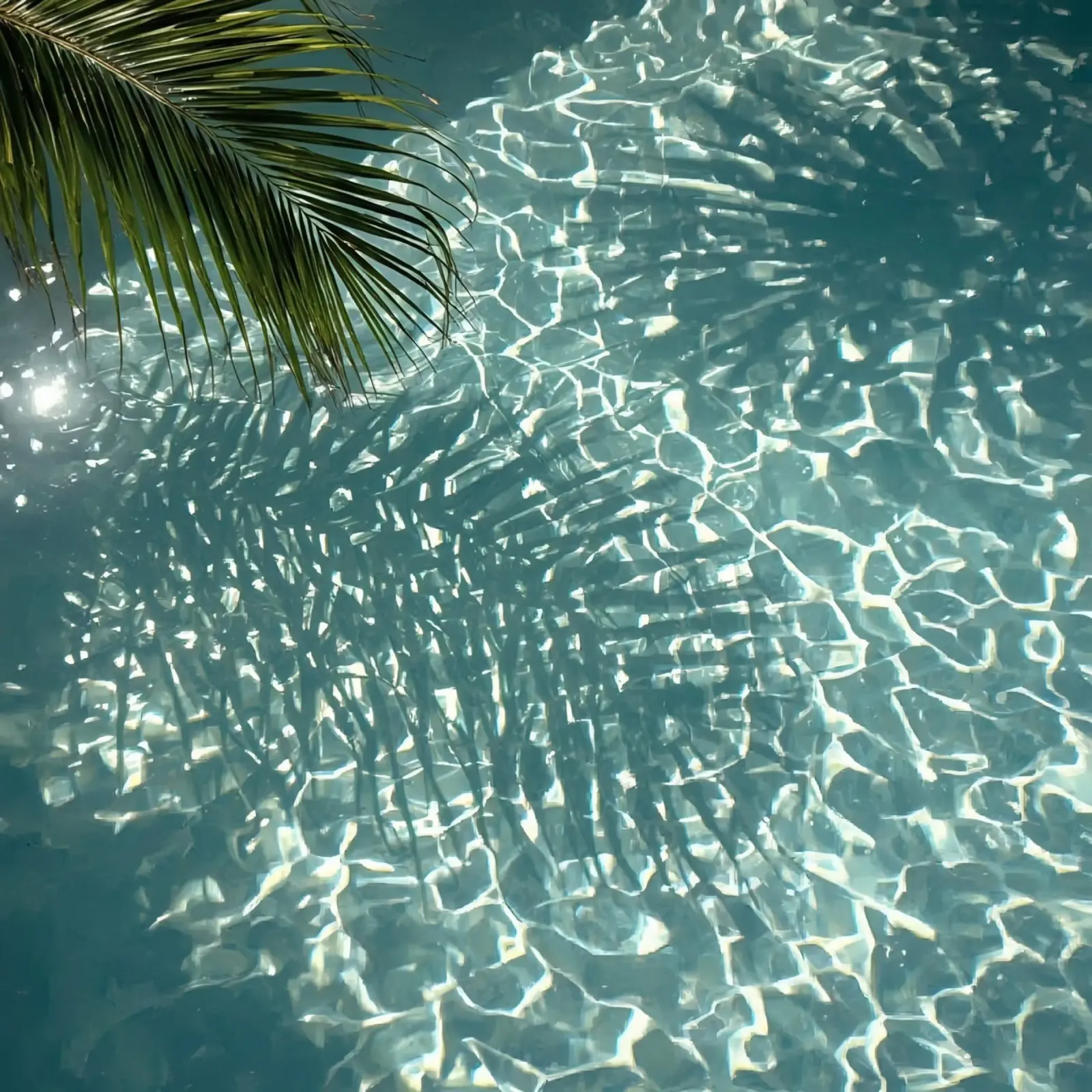 Palm Frond and Shadow Over Rippling Pool Water canvas with Floater frame by DesignDoodle