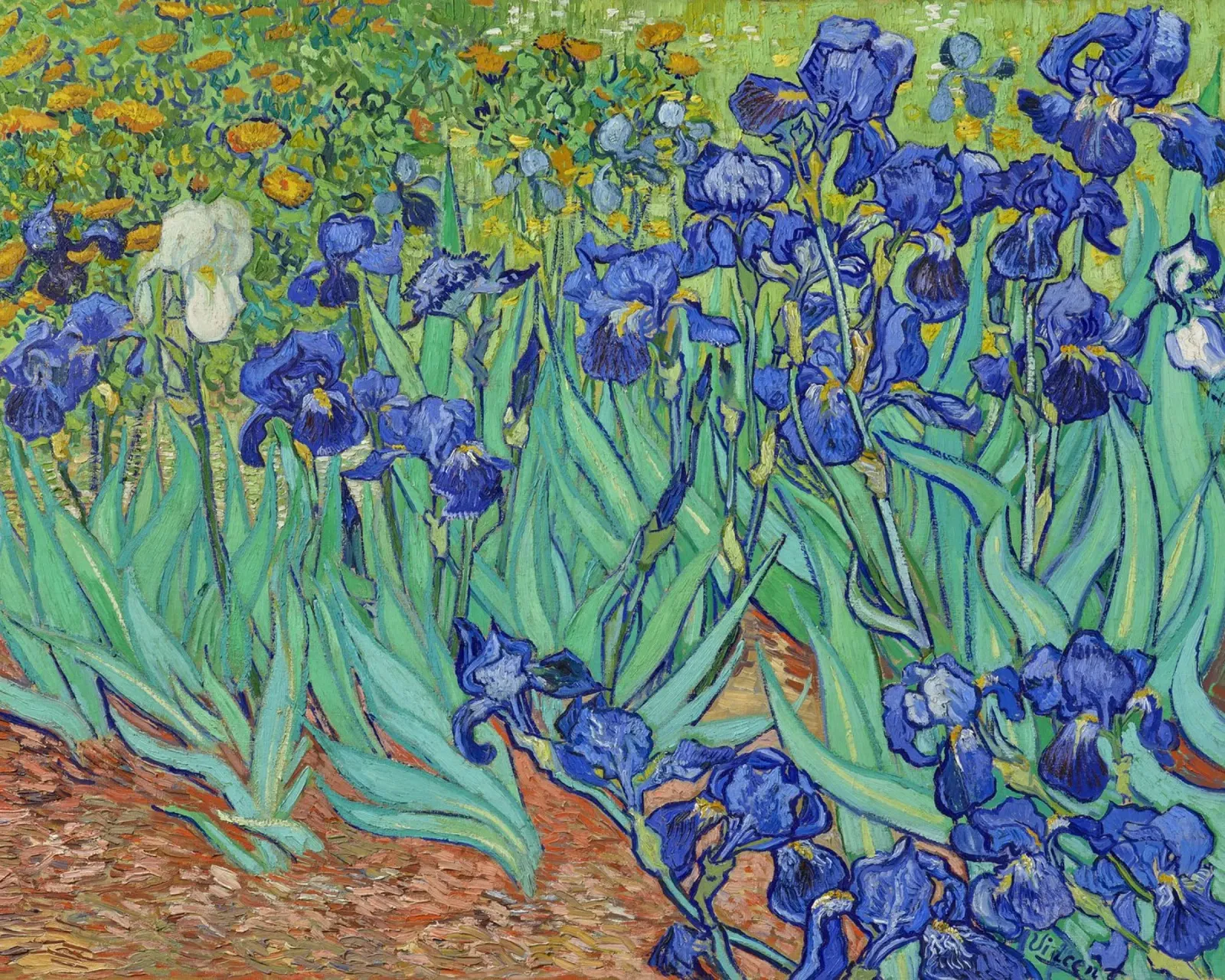 Iris (1889) di Vincent van Gogh pellicola backlit da Mostly Pink