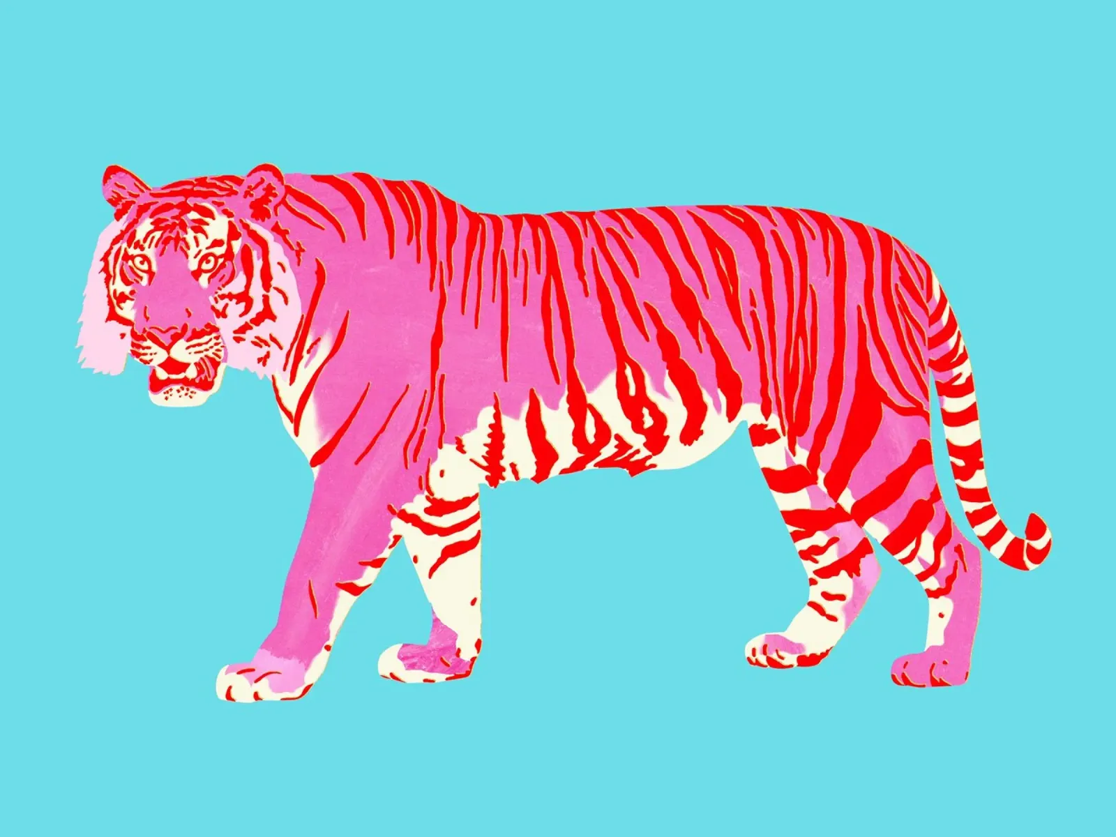 Tigre Rojo Rosa poster con marco de aluminio de Asha Designs