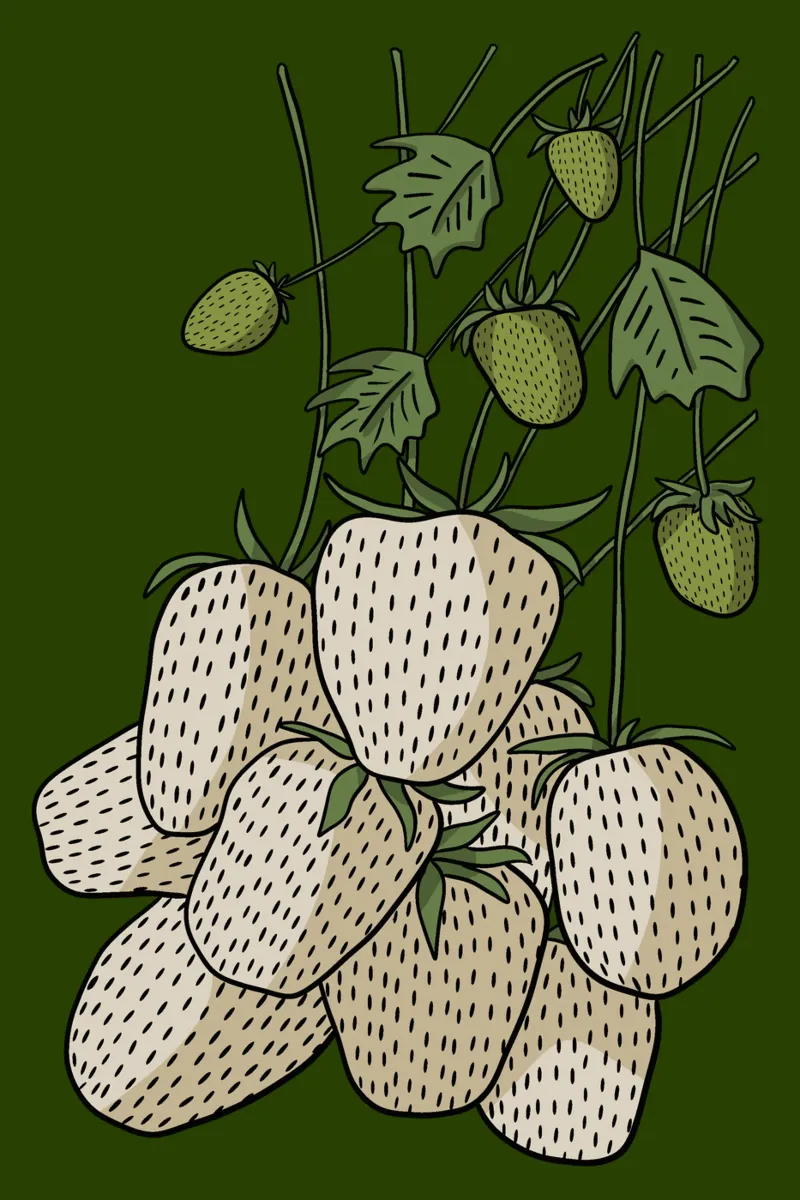 White strawberries pellicola backlit da TijanaArtStudio88