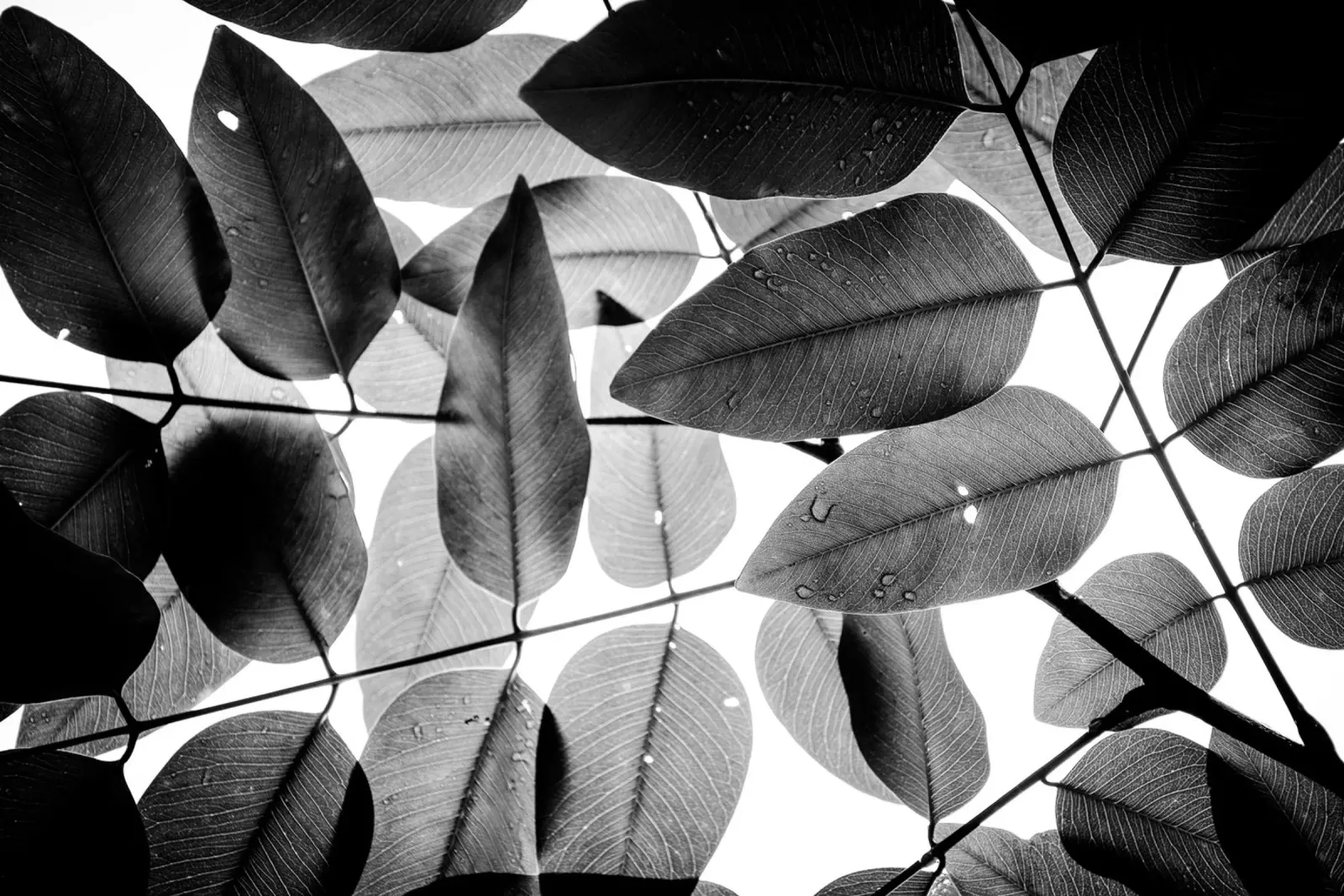 Experiments with Leaves I canvas by Tal Paz-Fridman