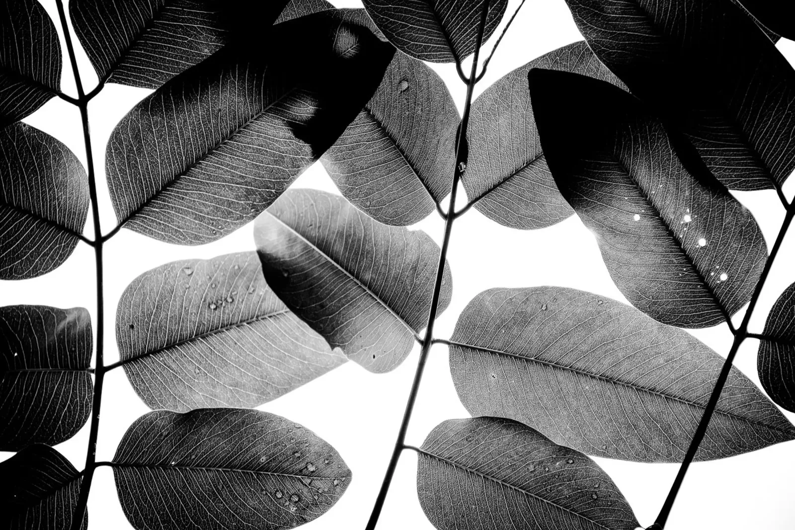 Experiments with Leaves II canvas by Tal Paz-Fridman