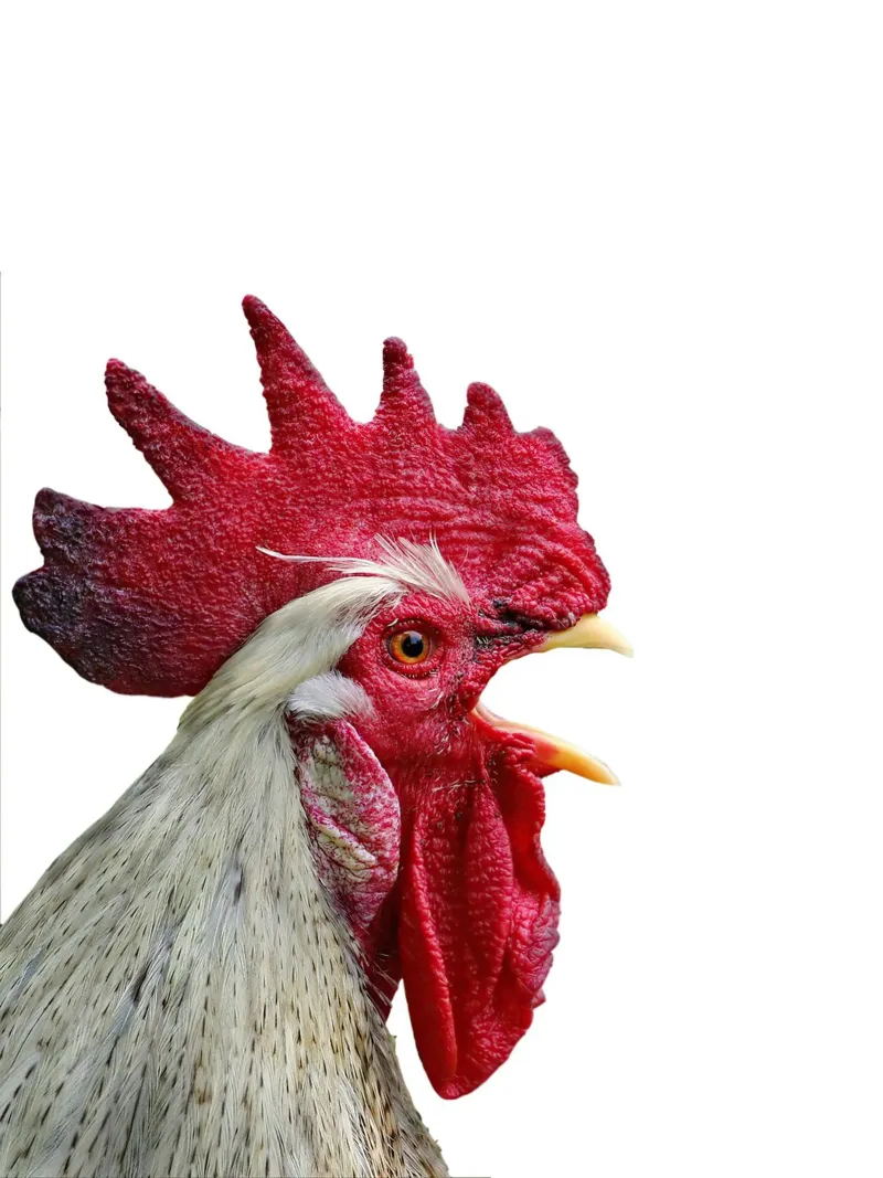 Rooster poster da Dumery Art