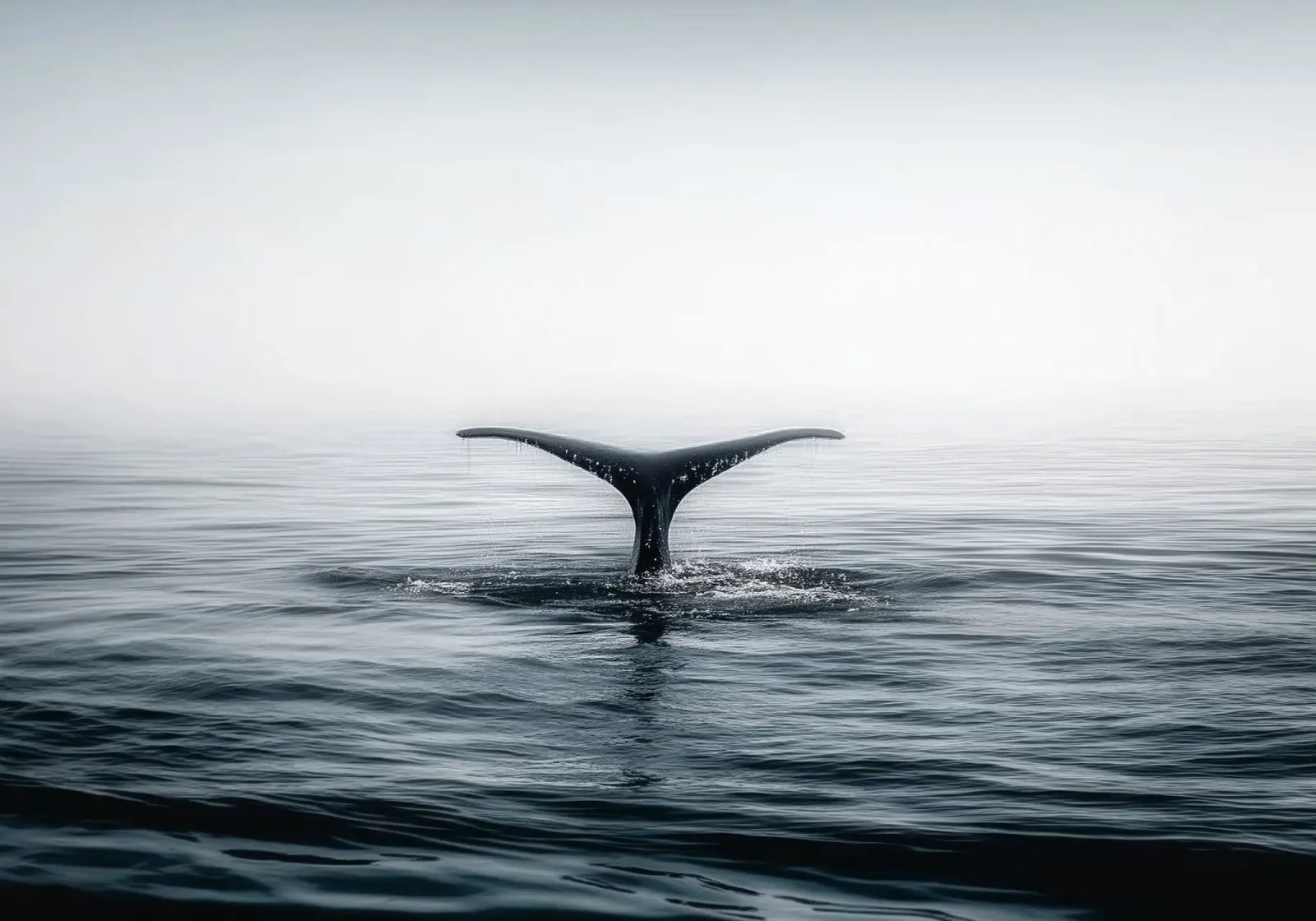 Minimalist Whale Tail – Ocean Photography-Inspired Print poster con telaio in plastica da Vela Luna