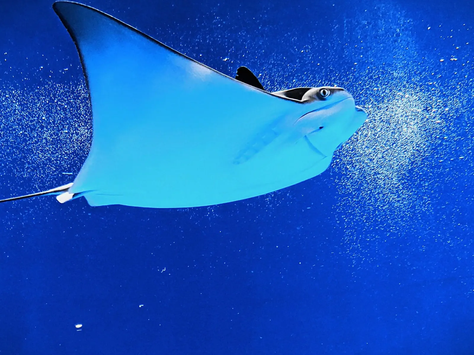 Mantarraya Serenity hahnemühle de Nature's Palette