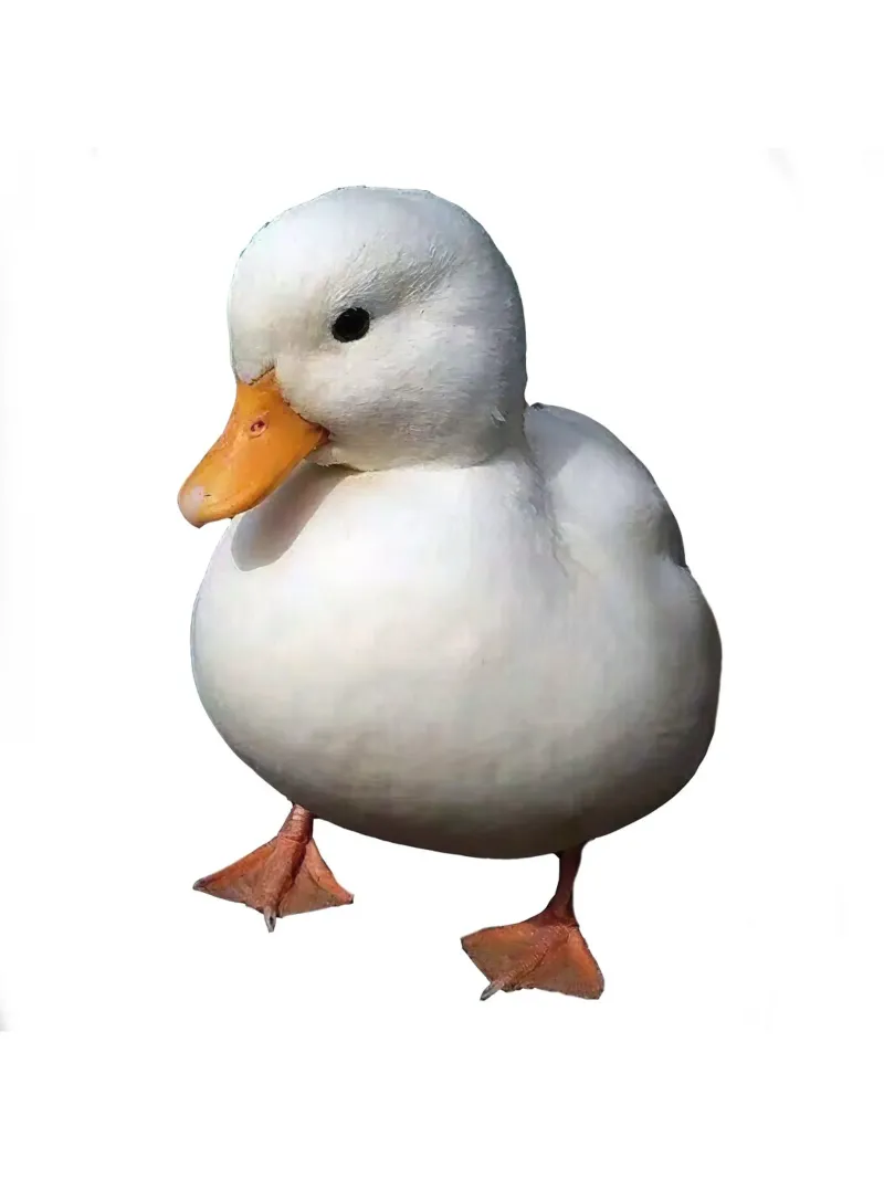 Baby Duck poster da Dumery Art