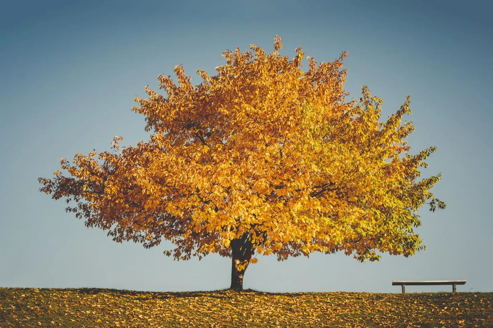 Autunno dorato - L'albero e la panchina poster con telaio in alluminio da Natur Wandbild — Orte für die Seele