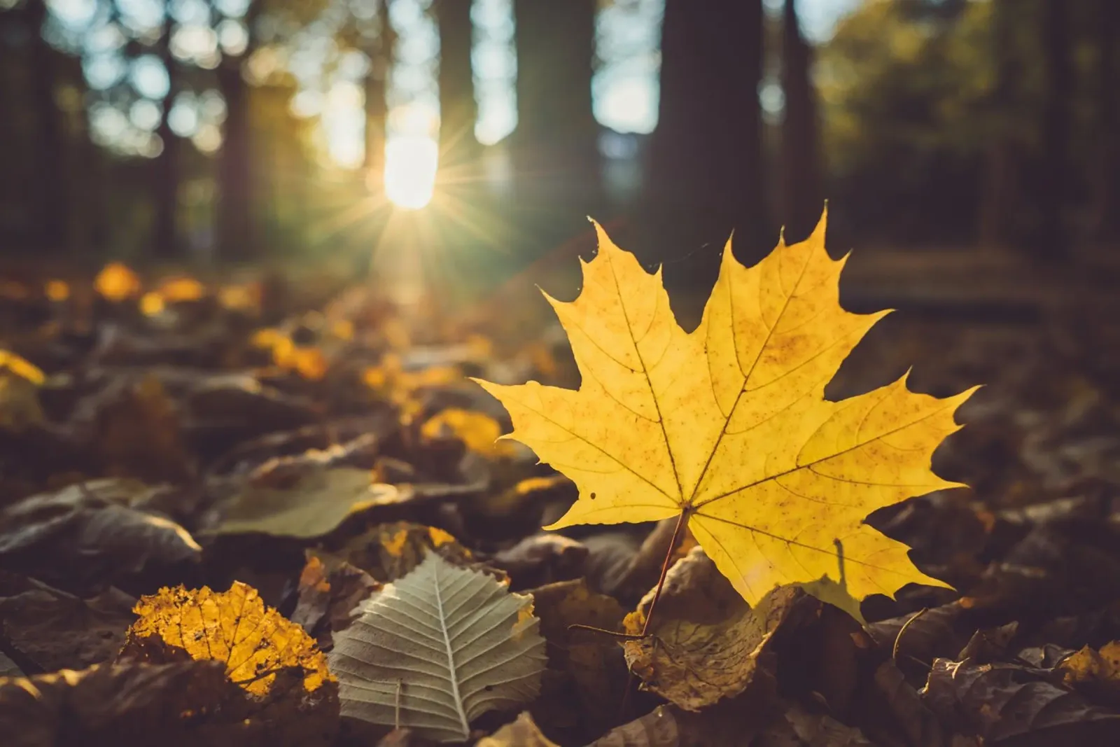 Autunno dorato - foglia d'acero in controluce poster con telaio in alluminio da Natur Wandbild — Orte für die Seele