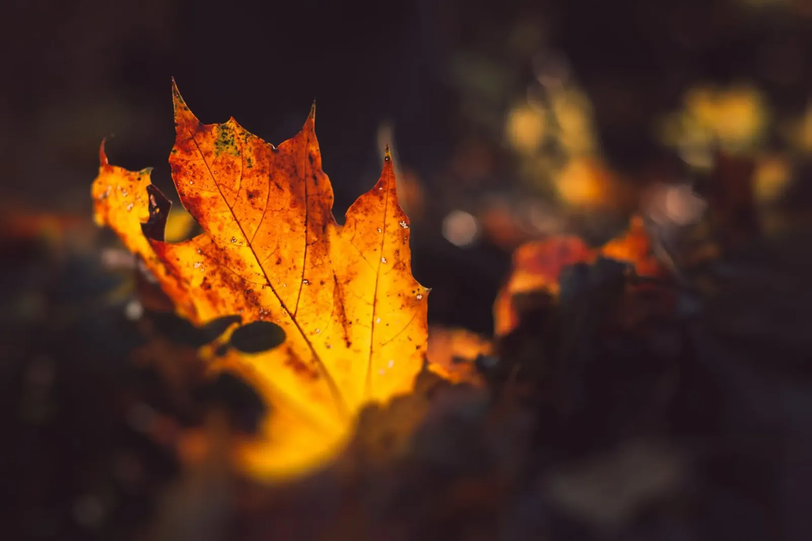 L'autunno dorato: il fogliame luminoso lungo la strada poster con telaio in alluminio da Natur Wandbild — Orte für die Seele