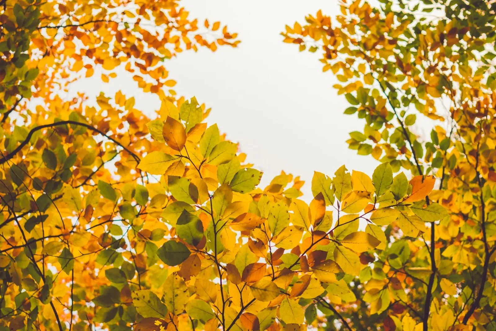 Autunno dorato - baldacchino di foglie colorate poster con telaio in plastica da Natur Wandbild — Orte für die Seele