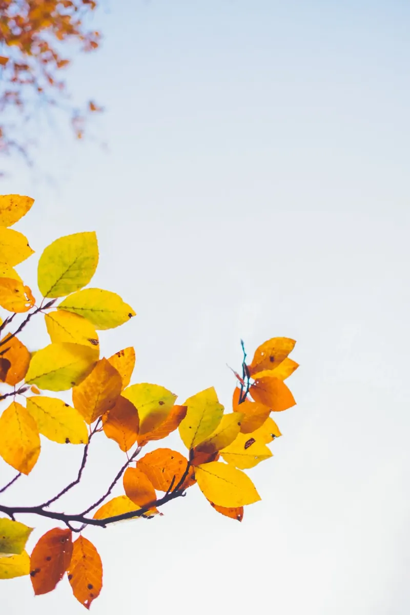 Autunno dorato - il colore cresce verso l'alto poster con telaio in alluminio da Natur Wandbild — Orte für die Seele