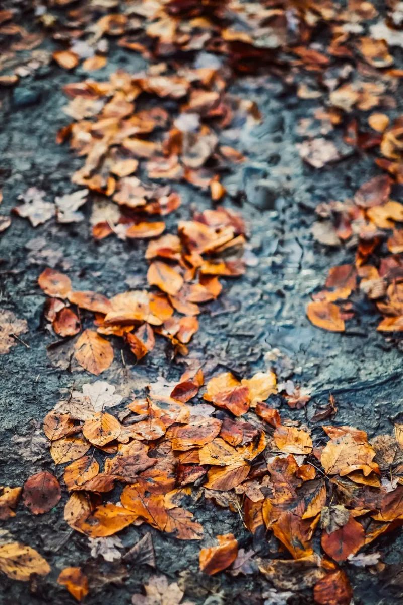 Autunno dorato - foglie sul suolo della foresta poster con telaio in legno da Natur Wandbild — Orte für die Seele