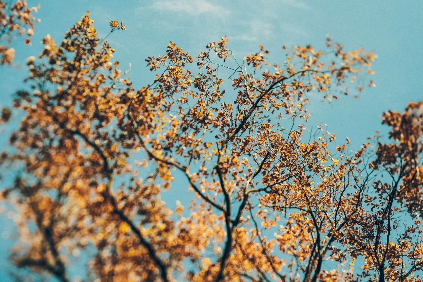 Autunno dorato - cime degli alberi poster con telaio in plastica da Natur Wandbild — Orte für die Seele