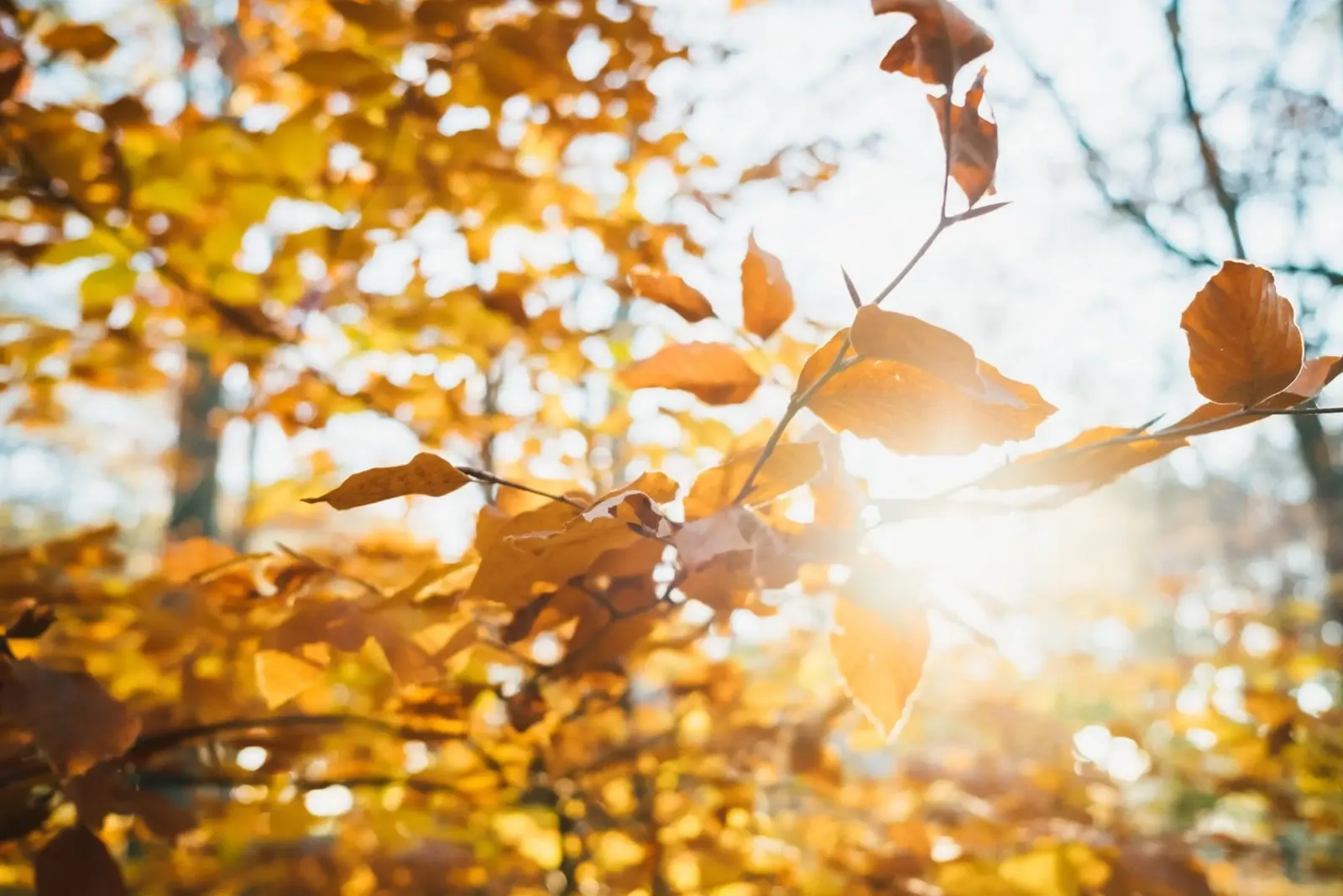 I rami dell'autunno si allungano verso di voi. poster con telaio in plastica da Natur Wandbild — Orte für die Seele