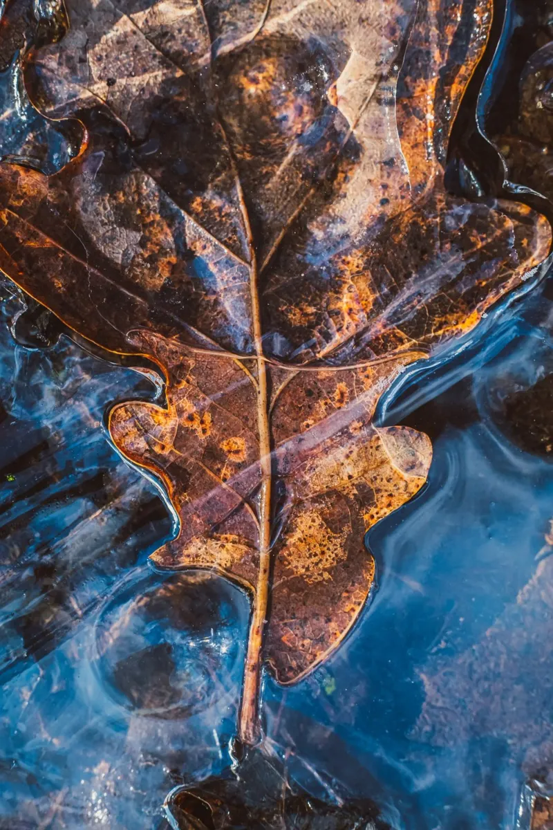 Foglia di quercia congelata poster con telaio in plastica da Natur Wandbild — Orte für die Seele