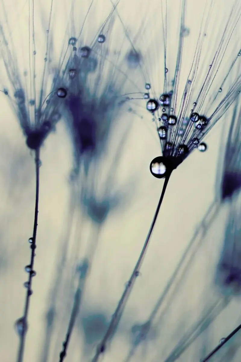 droplets of moody blues pellicola backlit da Ingrid Beddoes