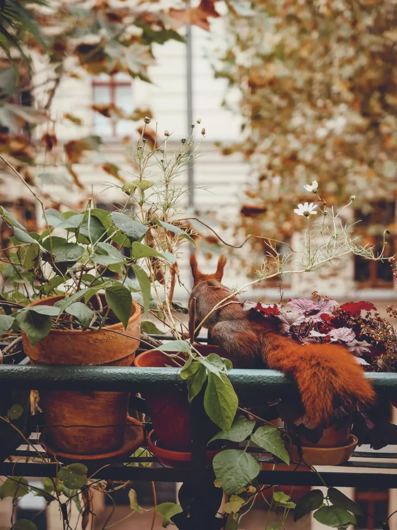 Scoiattolo da balcone I carta hahnemühle da Janine Sommer Fotografie