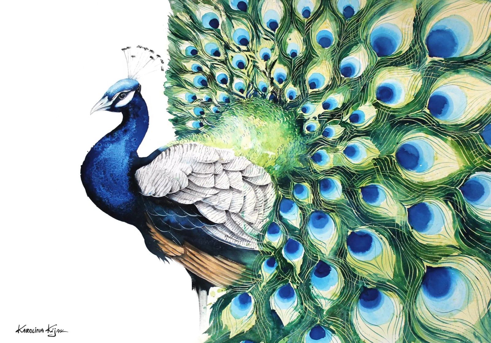 Peacock poster by Karolina Kijak