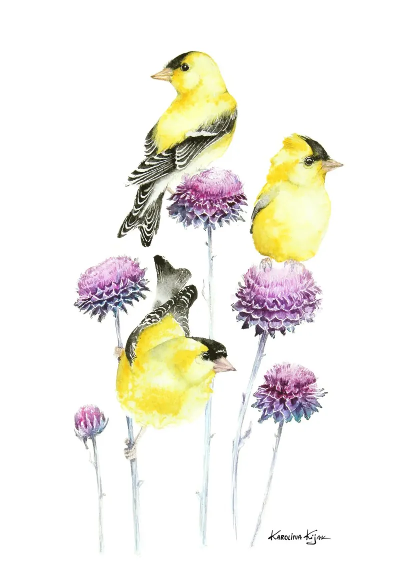 Golden finches on branch poster con telaio in alluminio da Karolina Kijak