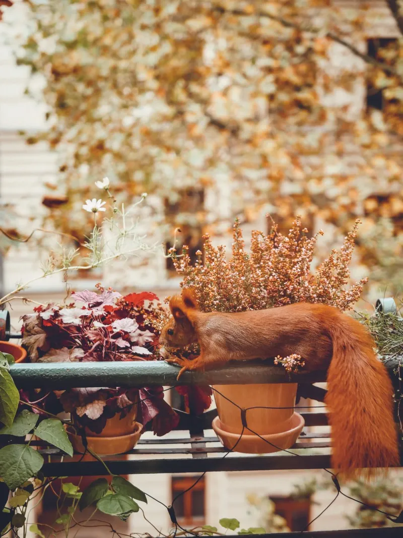 Scoiattolo da balcone II carta hahnemühle da Janine Sommer Fotografie