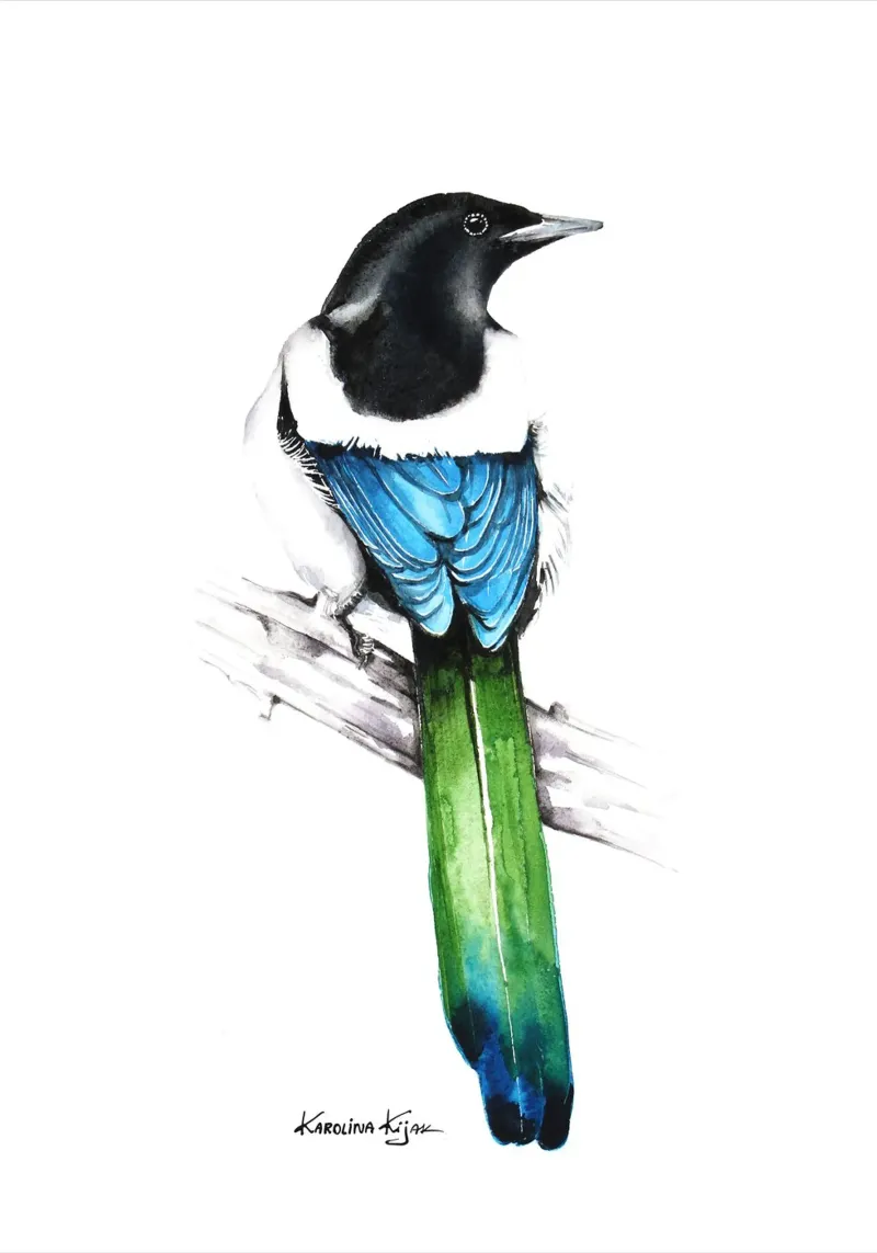 Magpie plexiglass da Karolina Kijak