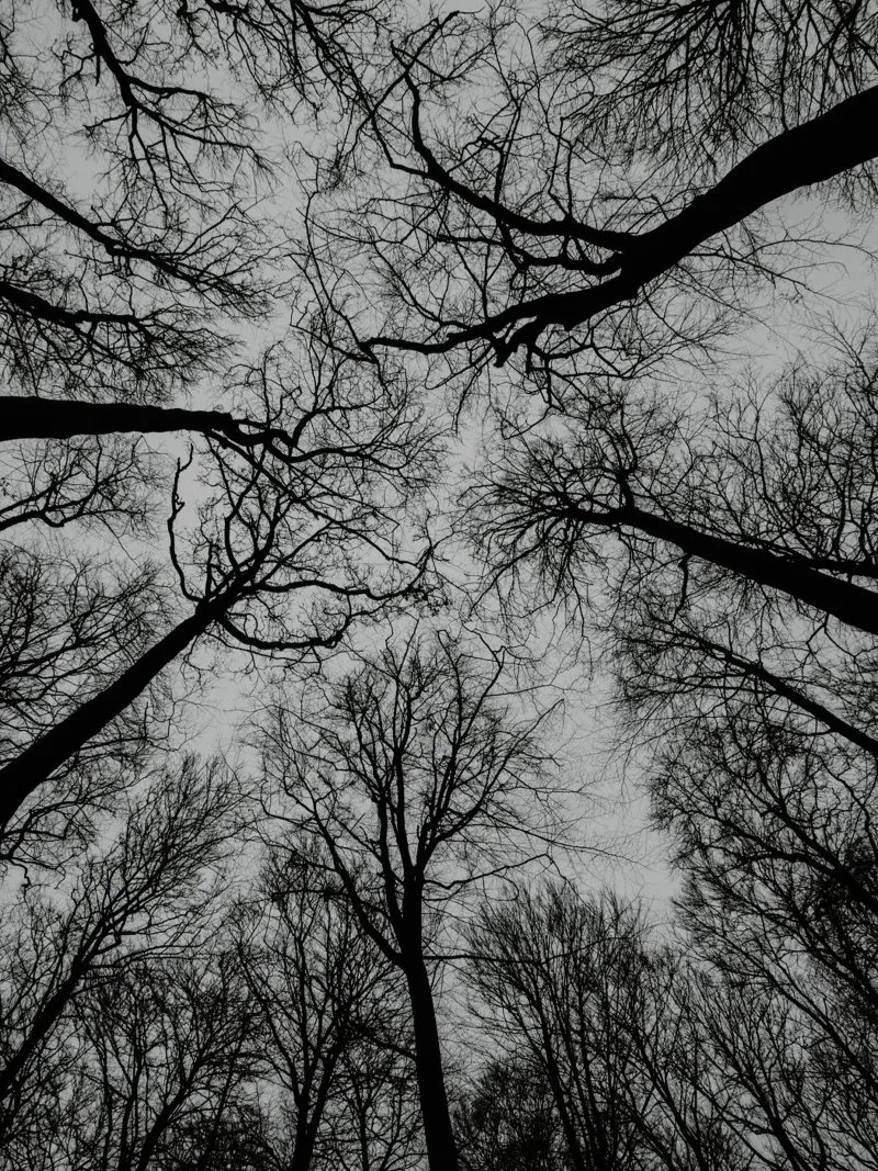 Spaces between trees canvas by Janine Sommer Fotografie