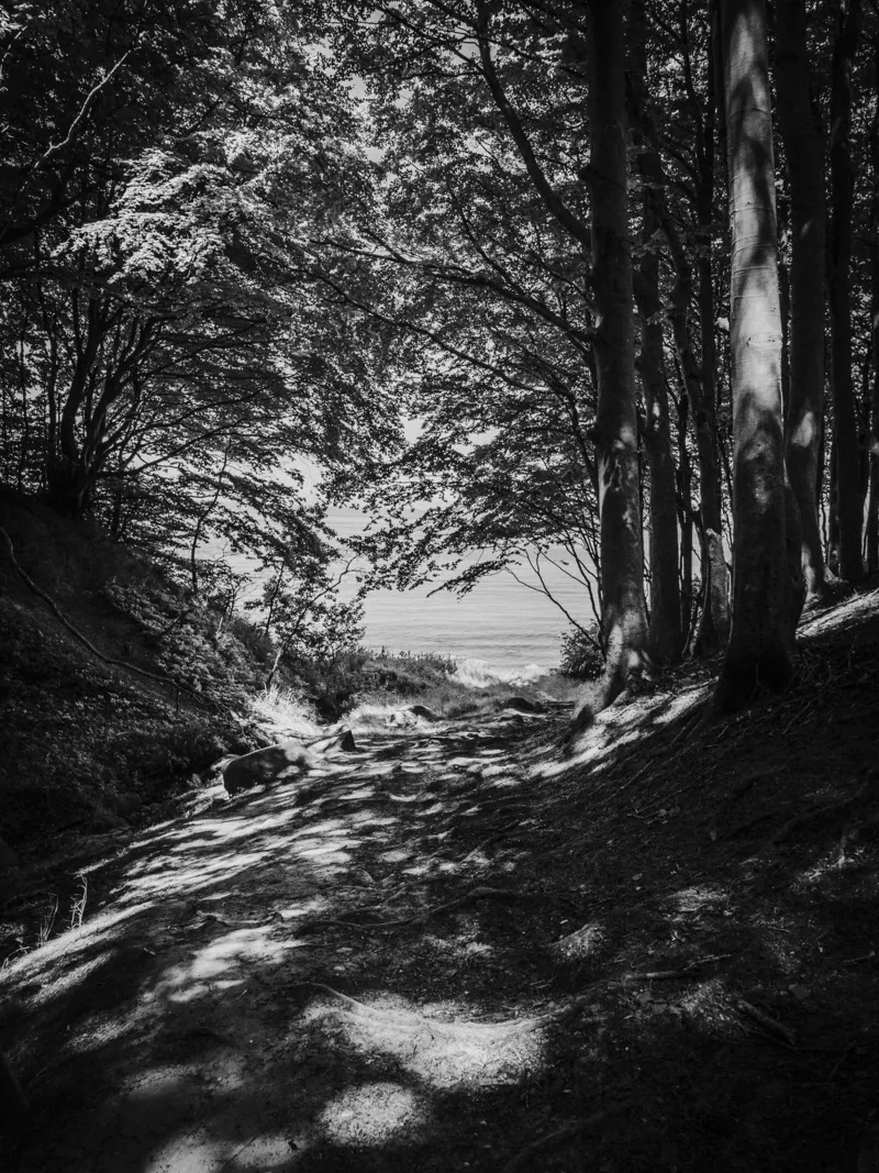 Luce di bosco in riva al mare carta hahnemühle da Janine Sommer Fotografie