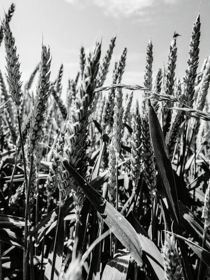 Sun on the grain of wheat canvas by Janine Sommer Fotografie