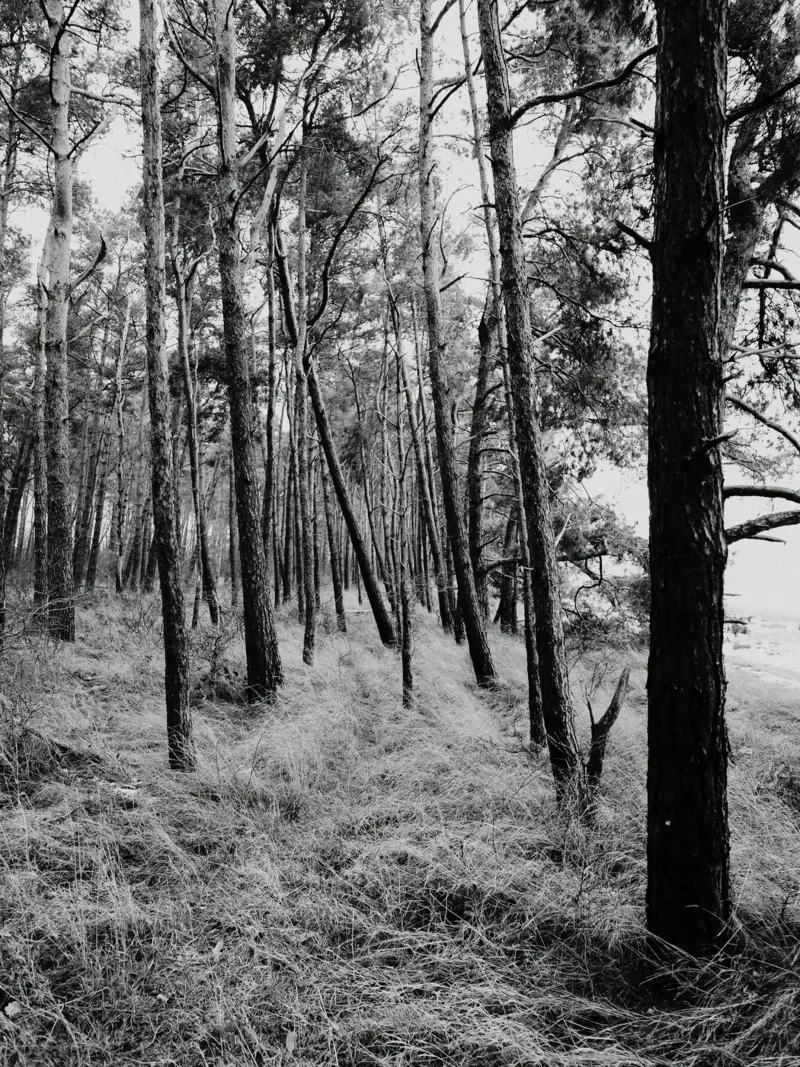 Alberi costieri alluminio dibond da Janine Sommer Fotografie