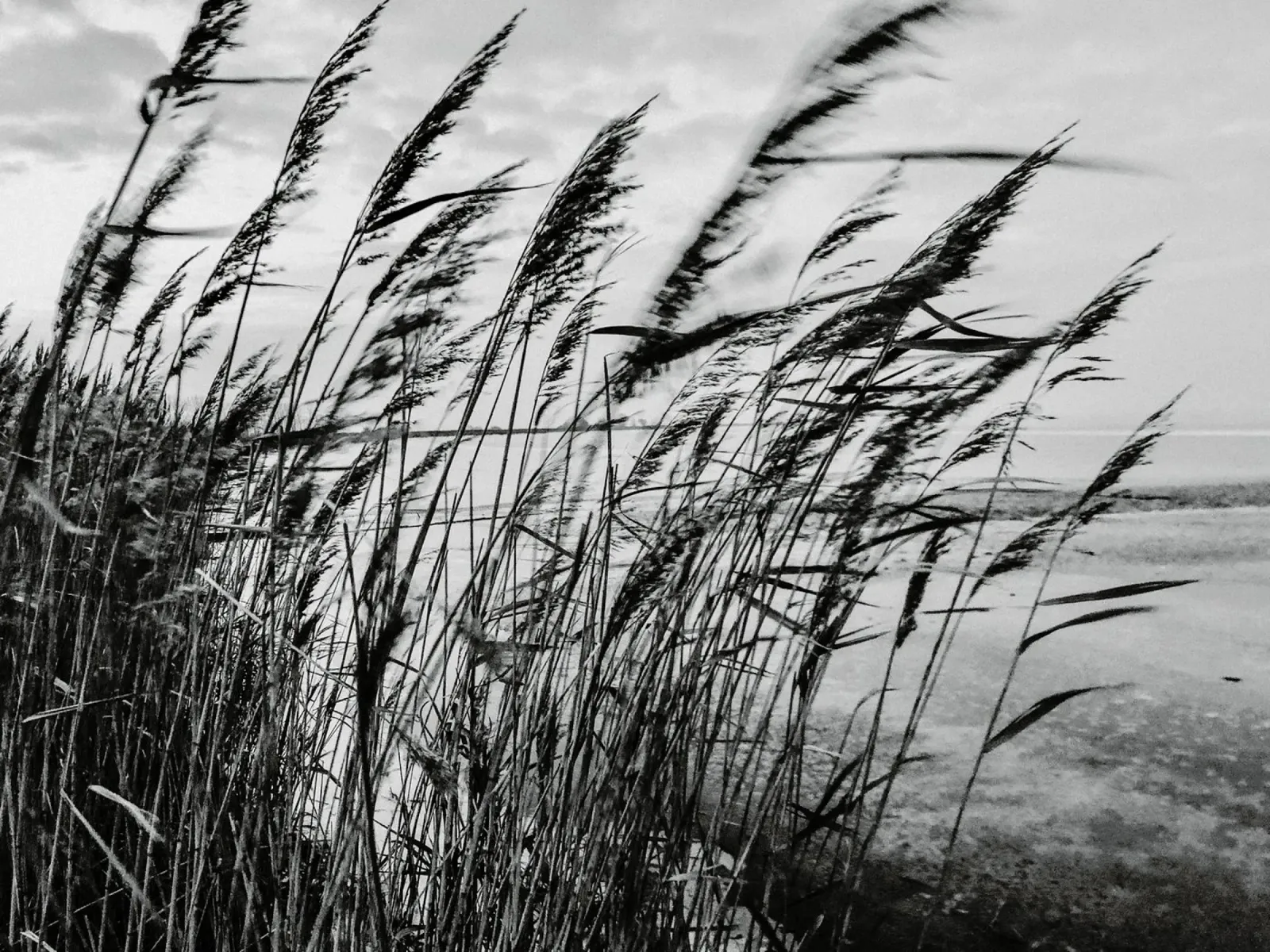 Erbe sulla spiaggia in inverno alluminio dibond da Janine Sommer Fotografie
