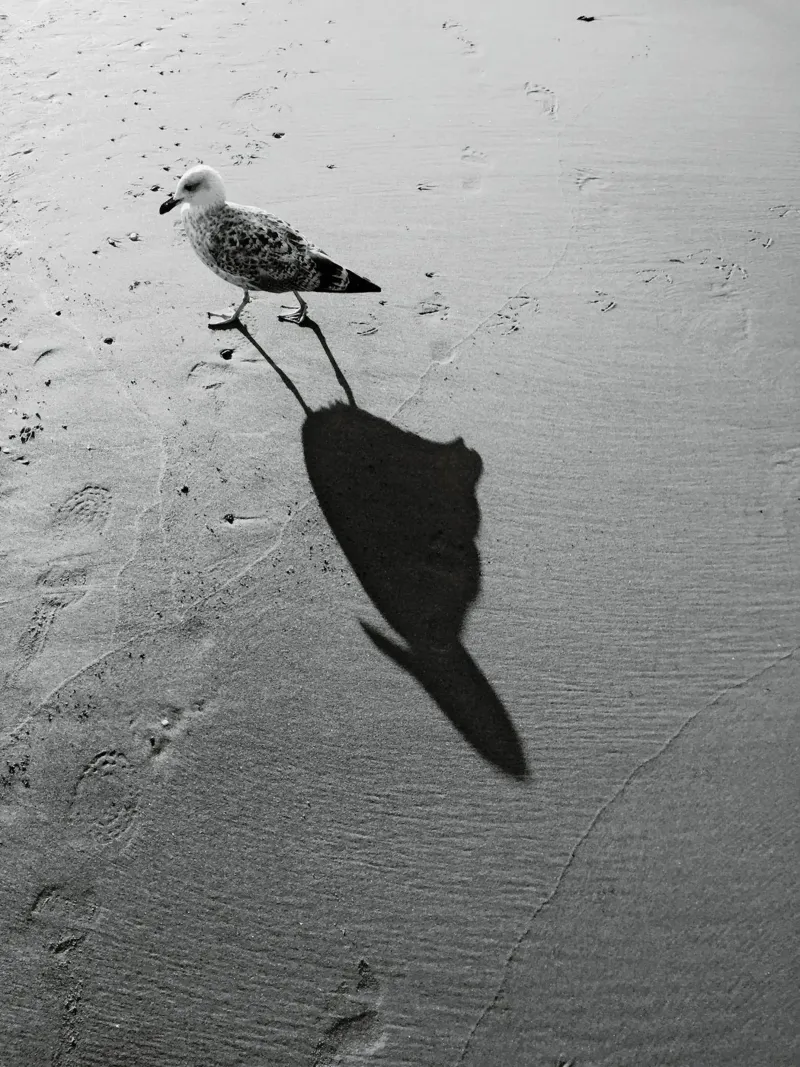 Seagull shadow forex plate by Janine Sommer Fotografie