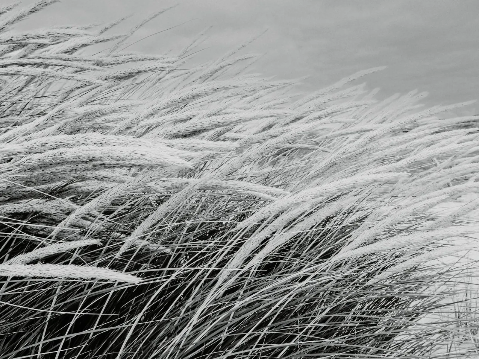 Erba delle dune I alluminio dibond da Janine Sommer Fotografie