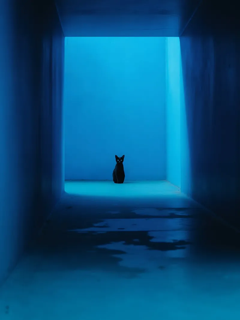 Il gatto nero nel corridoio blu poster con telaio in plastica da Plain Thoughts