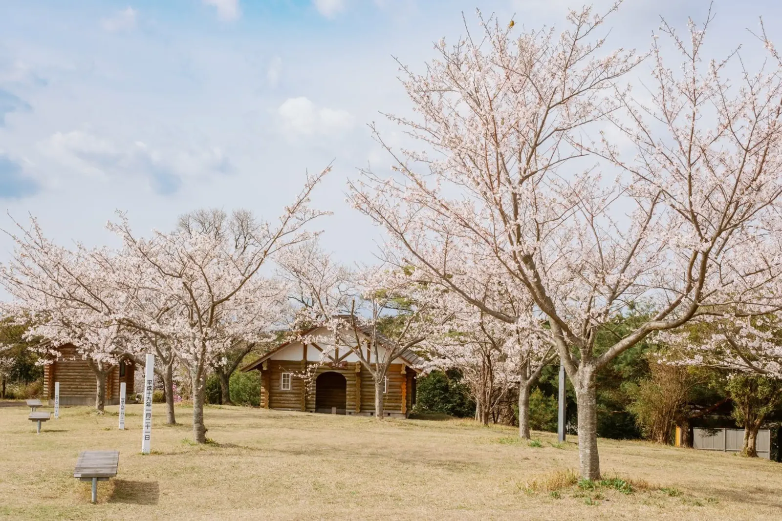Alberi di ciliegio in fiore a Kyushu, Giappone poster con telaio in legno da Marcel Bisig