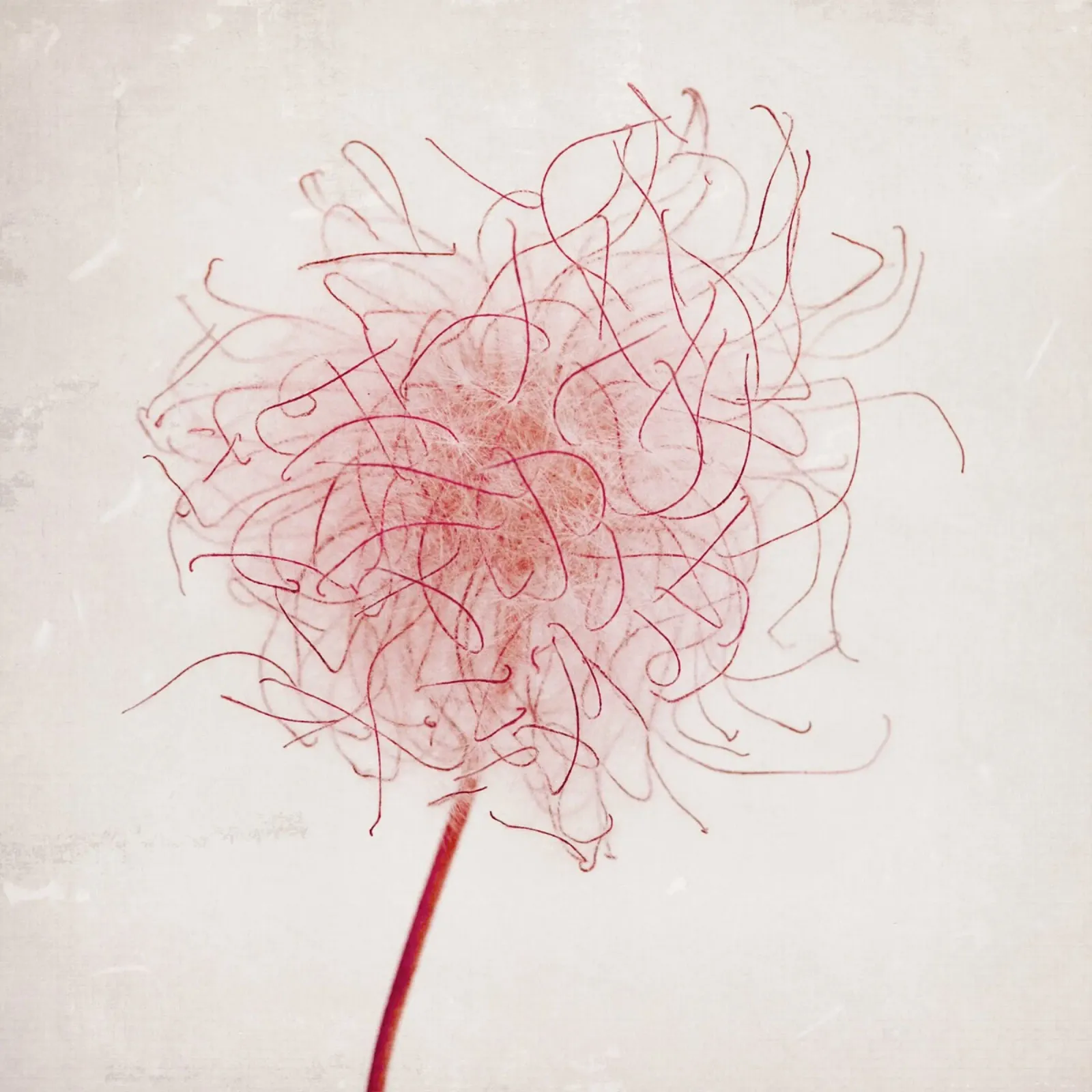 Believer alu-dibond by Visuelle Poesie am Wegesrand