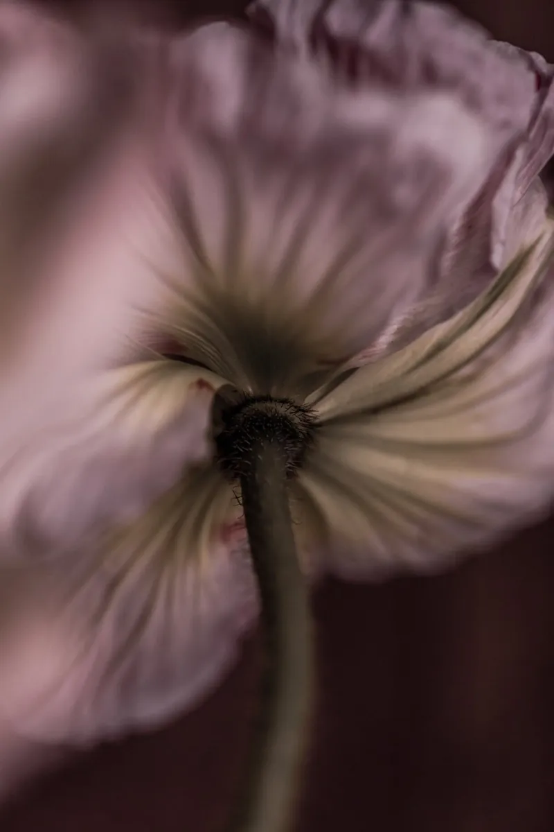 Poppies 3 plexiglass da Mareike Böhmer Photography