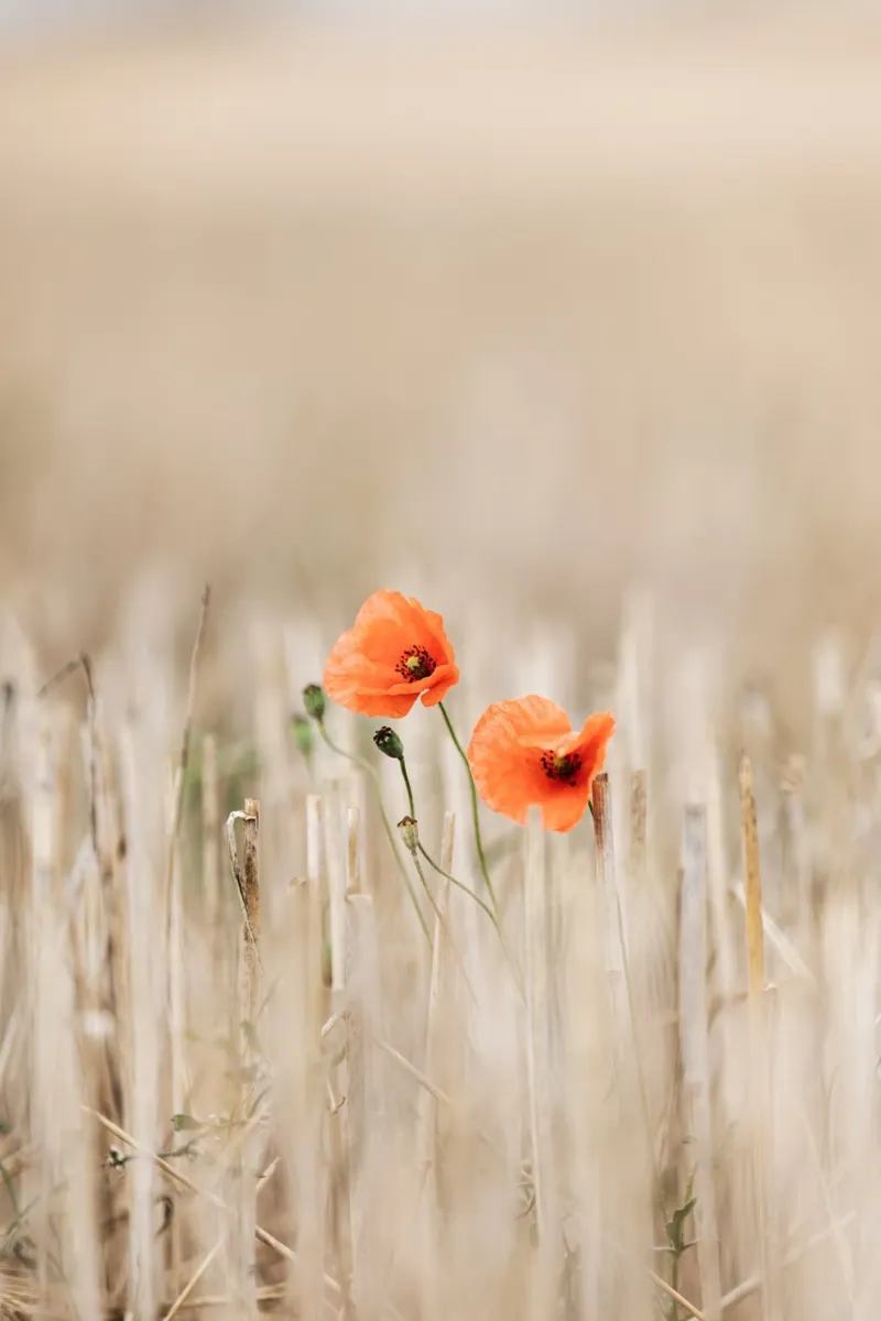 Summer Poppies poster con telaio in legno da Mareike Böhmer Photography