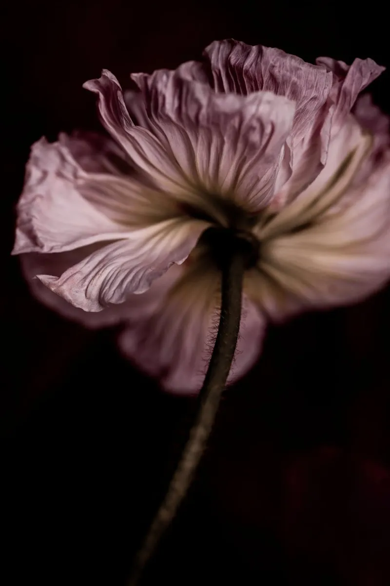 Poppy 2 carta hahnemühle da Mareike Böhmer Photography
